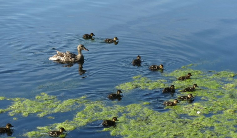Toxic Algae Warning Hits Lake Watauga at Centennial Park, Pets at Risk