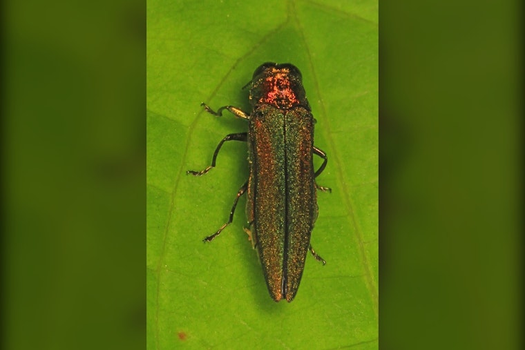 Tree-Killing Beetle Now Found in Nearly Every New York County