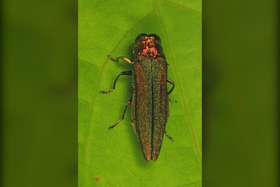 Tree-Killing Beetle Now Found in Nearly Every New York County