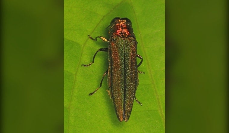 Tree-Killing Beetle Now Found in Nearly Every New York County
