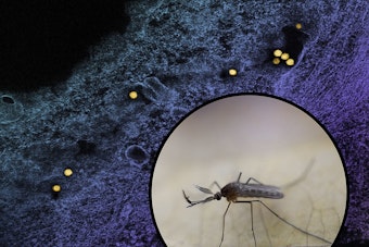 Two Aurora Residents Hospitalized With Severe West Nile Virus in Kane County