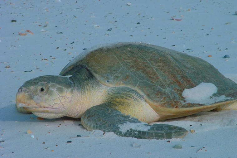 Two Kemp’s Ridley Turtles Return to Massachusetts Waters After Cape Cod Rescue Season