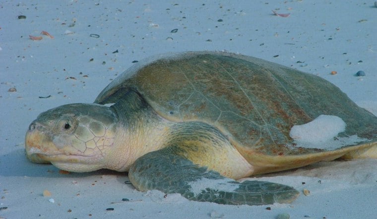 Two Kemp’s Ridley Turtles Return to Massachusetts Waters After Cape Cod Rescue Season