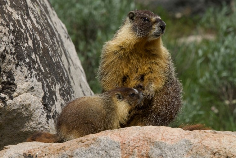 Two Marmots Recover After Suspected Rides From the Mountains to the Bay Area