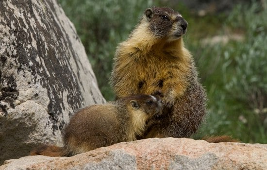 Two Marmots Recover After Suspected Rides From the Mountains to the Bay Area