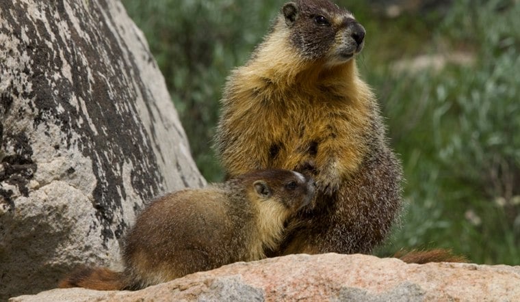 Two Marmots Recover After Suspected Rides From the Mountains to the Bay Area