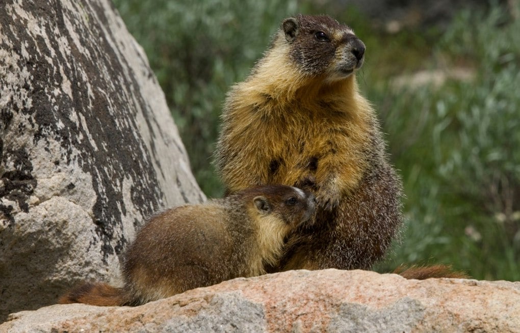Two Marmots Recover After Suspected Rides From the Mountains to the Bay Area