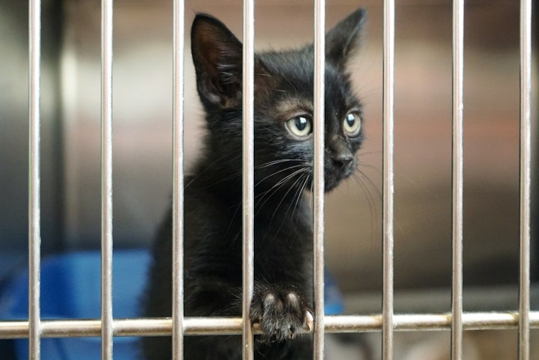 Two San Jose Cats Shot With Pellet Guns Weeks Apart, Shelter Pleads for Leads