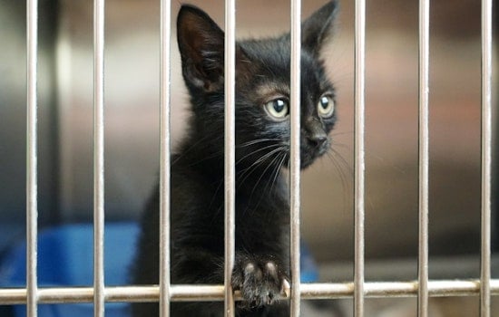 Two San Jose Cats Shot With Pellet Guns Weeks Apart, Shelter Pleads for Leads