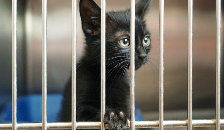 Two San Jose Cats Shot With Pellet Guns Weeks Apart, Shelter Pleads for Leads