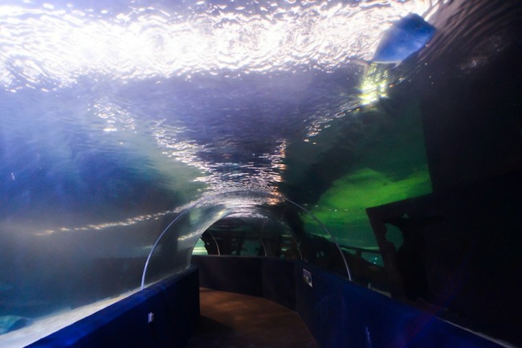Underwater Jack-O'-Lanterns Return as Cleveland Aquarium Hosts Pumpkins & Piranhas