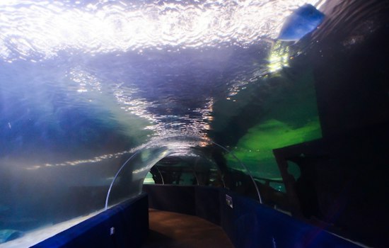 Underwater Jack-O'-Lanterns Return as Cleveland Aquarium Hosts Pumpkins & Piranhas