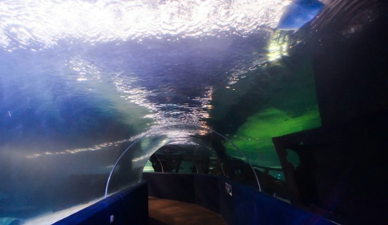 Underwater Jack-O'-Lanterns Return as Cleveland Aquarium Hosts Pumpkins & Piranhas
