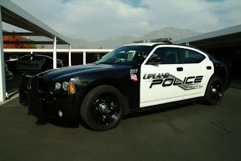 Upland Rescue Raid Nets Hundreds of Cats in Animal Abuse Probe