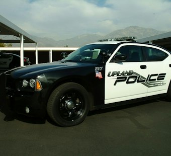 Upland Rescue Raid Nets Hundreds of Cats in Animal Abuse Probe