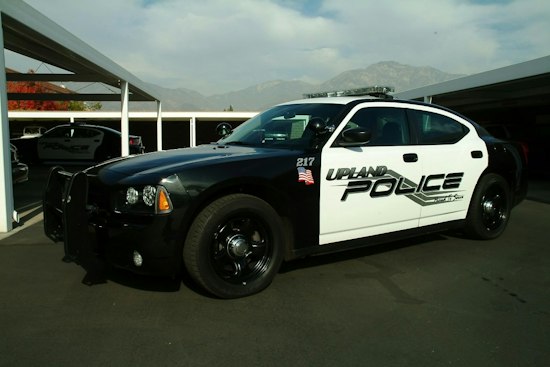 Upland Rescue Raid Nets Hundreds of Cats in Animal Abuse Probe