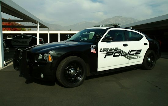 Upland Rescue Raid Nets Hundreds of Cats in Animal Abuse Probe