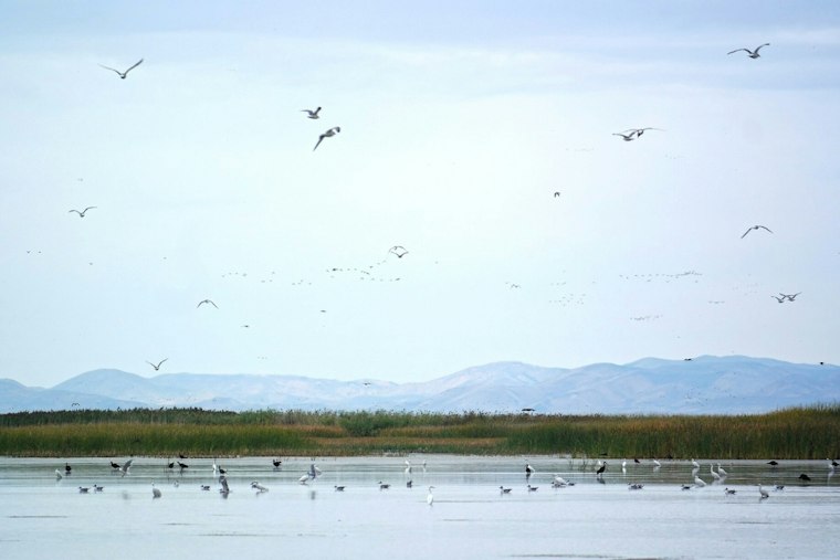 Utah Ends 20-Year Fight Over Bear River Refuge, Banks Up to $66M for Great Salt Lake