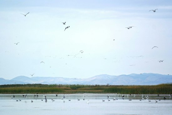 Utah Ends 20-Year Fight Over Bear River Refuge, Banks Up to $66M for Great Salt Lake