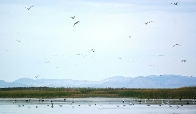 Utah Ends 20-Year Fight Over Bear River Refuge, Banks Up to $66M for Great Salt Lake