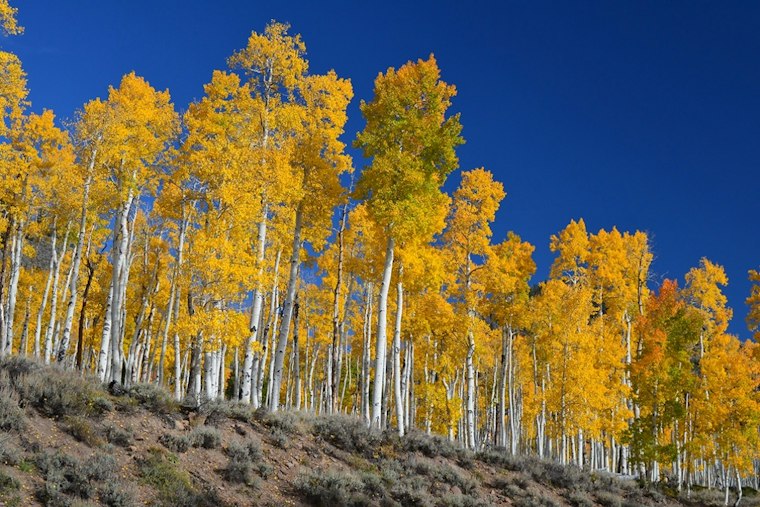 Utah Lands No. 2 for Fall Colors as Aspens and Canyons Steal the Show