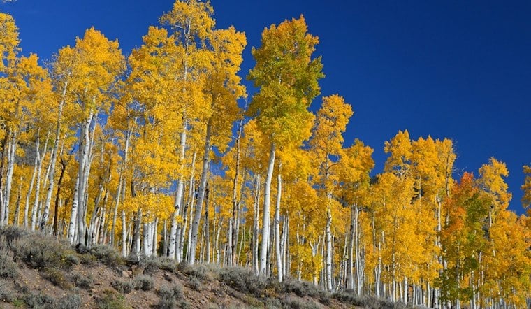Utah Lands No. 2 for Fall Colors as Aspens and Canyons Steal the Show