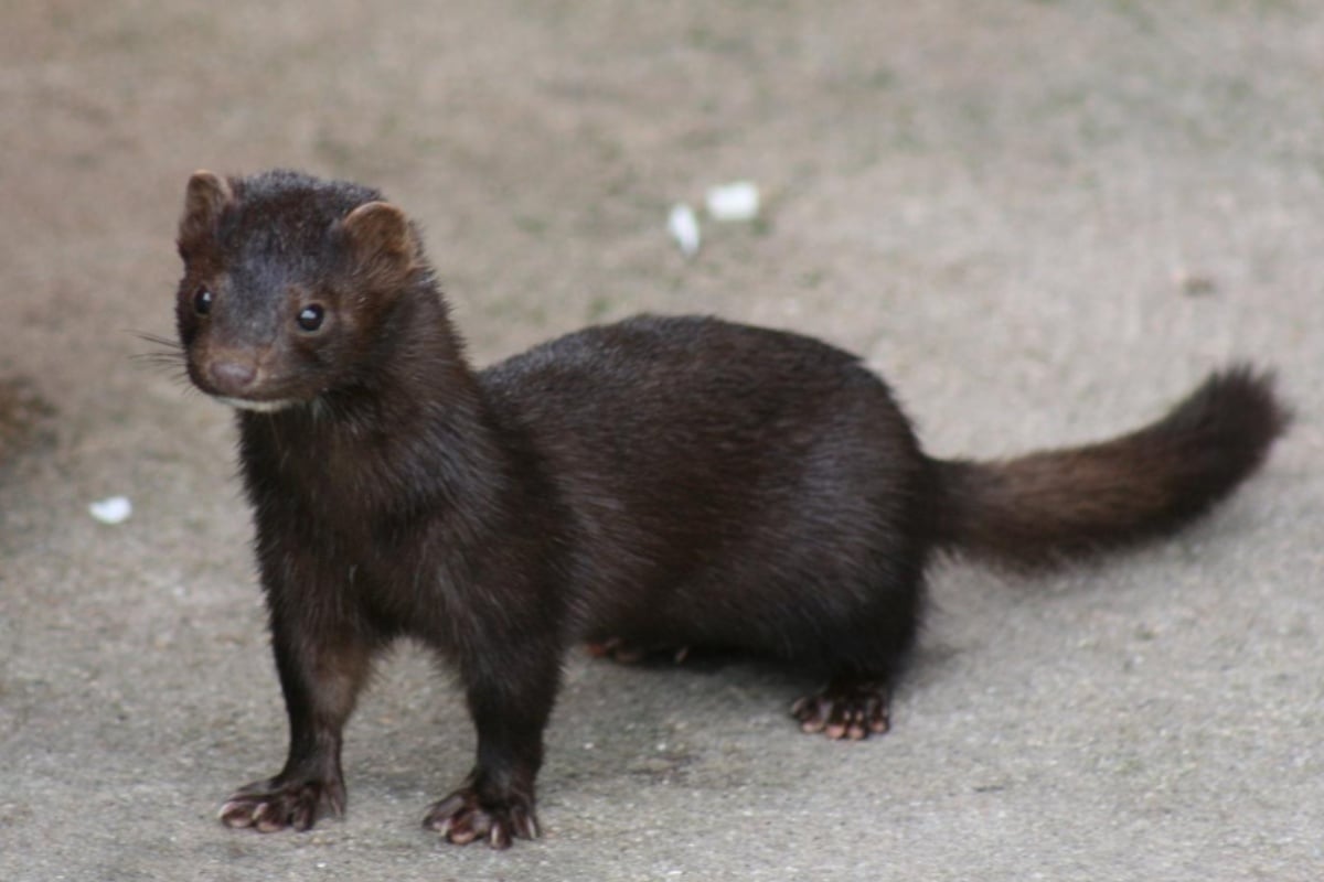 hoodline.com - Piper Shaw - Utah Mink Farm H5N1 Outbreak: What's Known, What's Hidden