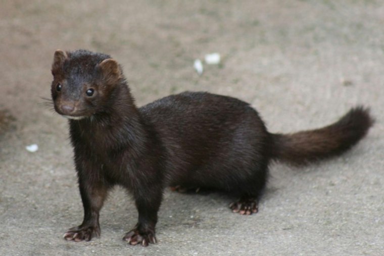Utah Mink Farm's Bird Flu Outbreak Stays Shrouded as Records Fight Drags On
