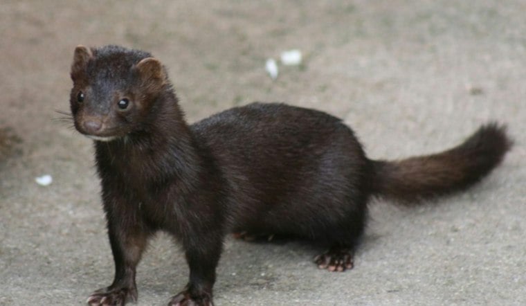 Utah Mink Farm's Bird Flu Outbreak Stays Shrouded as Records Fight Drags On