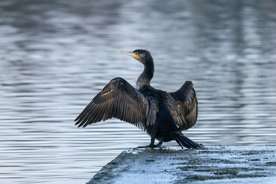 Venice Cormorant Deaths Have No Confirmed Cause