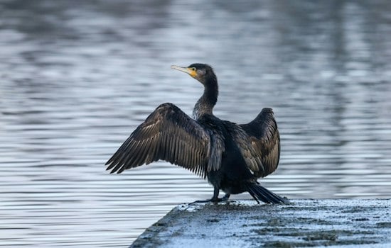 Venice Cormorant Deaths Have No Confirmed Cause