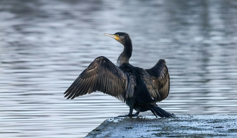 Venice Cormorant Deaths Have No Confirmed Cause