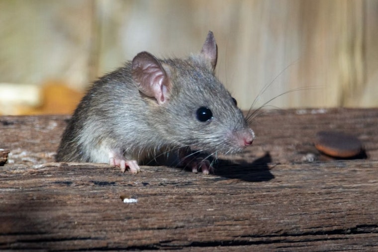 Vineyard Rat Infestation Overruns Neighbors' Yards, But County Fix Could Take Weeks
