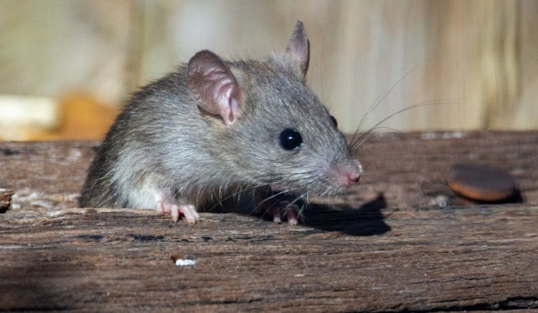 Vineyard Rat Infestation Overruns Neighbors' Yards, But County Fix Could Take Weeks