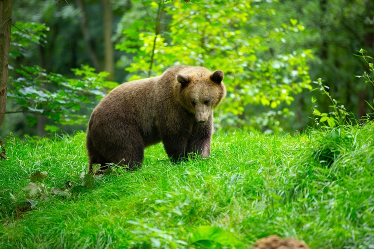 Walla Walla Man, 27, Survives Brown Bear Mauling in Remote Alaska Tundra