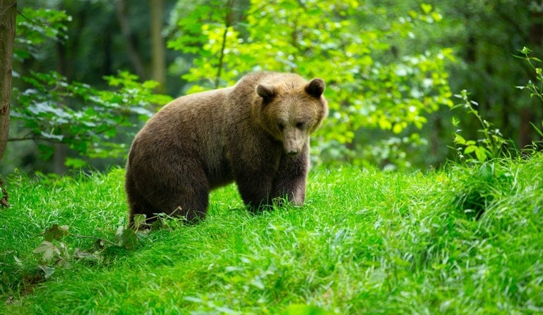 Walla Walla Man, 27, Survives Brown Bear Mauling in Remote Alaska Tundra