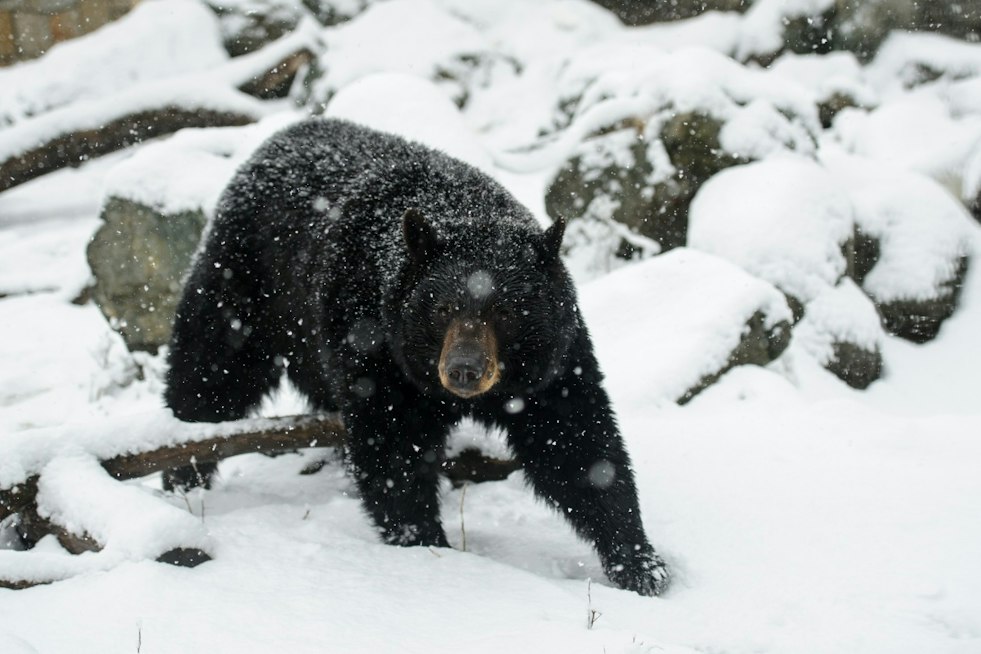 Wandering Black Bear Startles Carlisle Homeowner From Atop His Roof