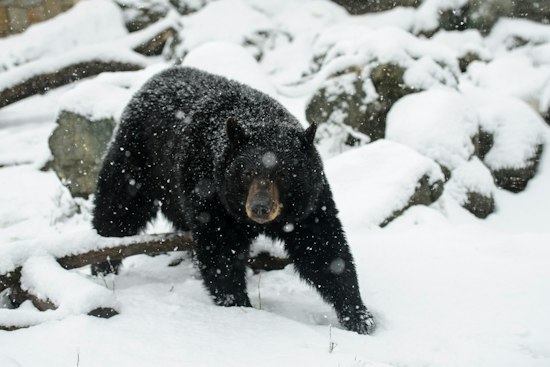Wandering Black Bear Startles Carlisle Homeowner From Atop His Roof