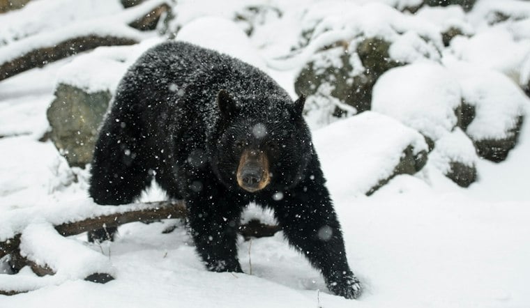 Wandering Black Bear Startles Carlisle Homeowner From Atop His Roof