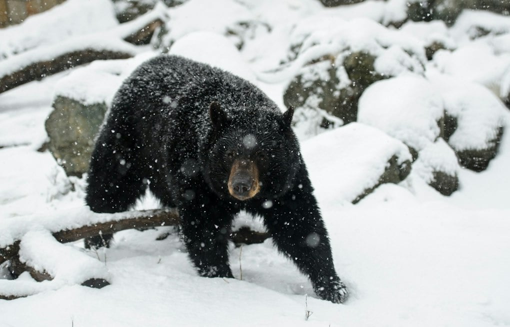 Wandering Black Bear Startles Carlisle Homeowner From Atop His Roof