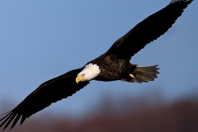 Washington Boro Eagle's Green Feathers Reveal Double Trauma of Lead and Broken Wing