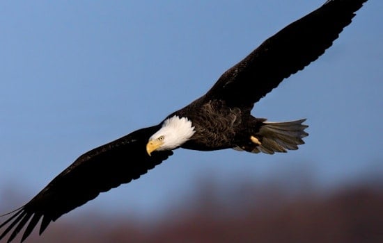 Washington Boro Eagle's Green Feathers Reveal Double Trauma of Lead and Broken Wing