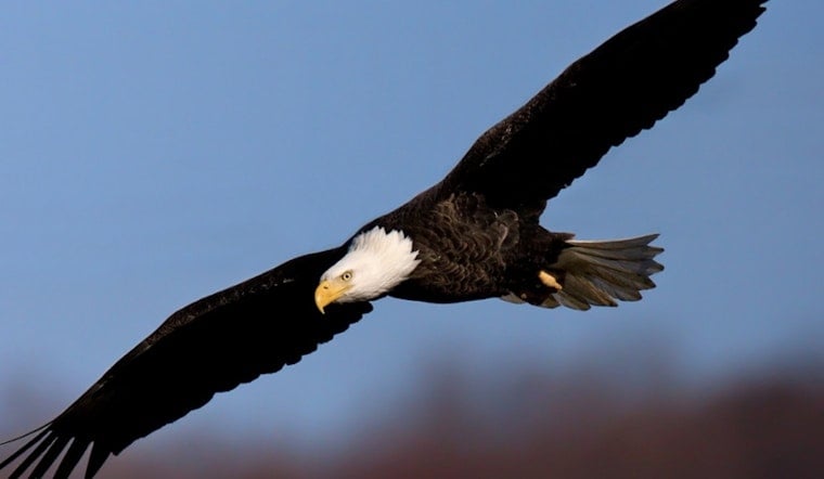 Washington Boro Eagle's Green Feathers Reveal Double Trauma of Lead and Broken Wing