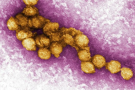 West Nile Virus Turns Up In Golden Hill, San Diego County Warns Residents