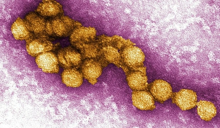 West Nile Virus Turns Up In Golden Hill, San Diego County Warns Residents