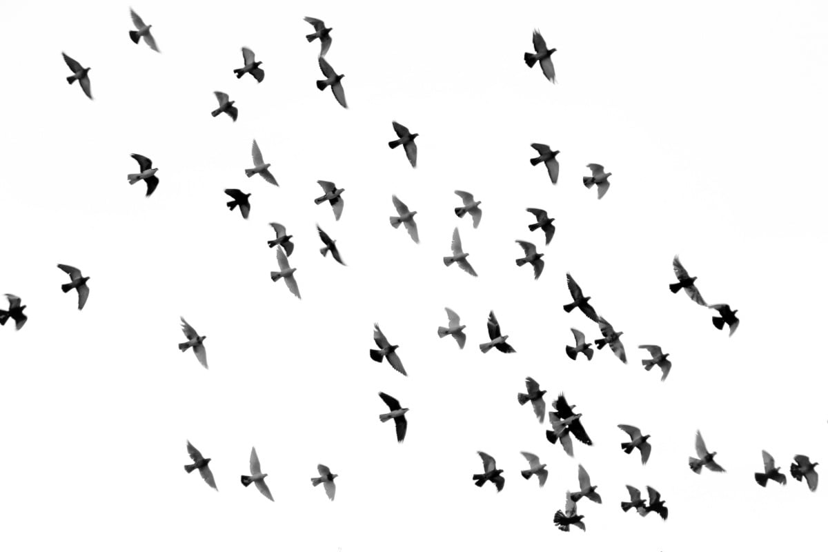 Wisconsin Braces For 103 Million Birds Overnight — DNR Urges Dark Windows