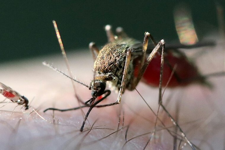 Worcester County Man Becomes Massachusetts' Seventh West Nile Case This Year