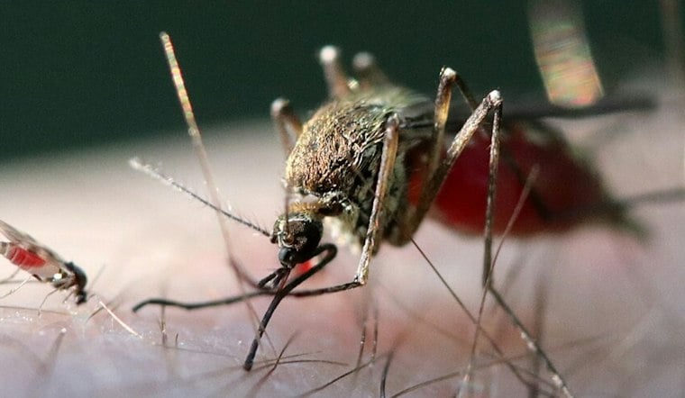 Worcester County Man Becomes Massachusetts' Seventh West Nile Case This Year