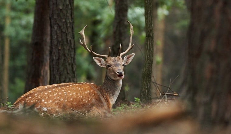 Worthington Deer Cull Returns This Winter, City Wants Your Backyard by Sept 30