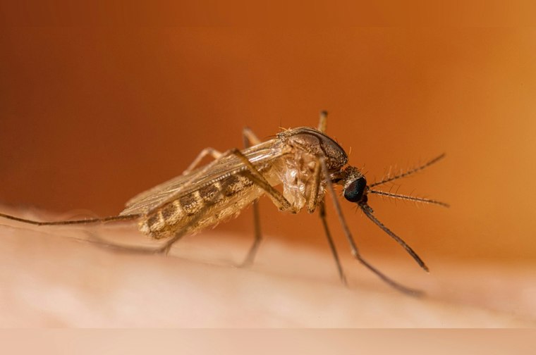Yolo County Confirms First West Nile Death of 2026 as Cases Climb